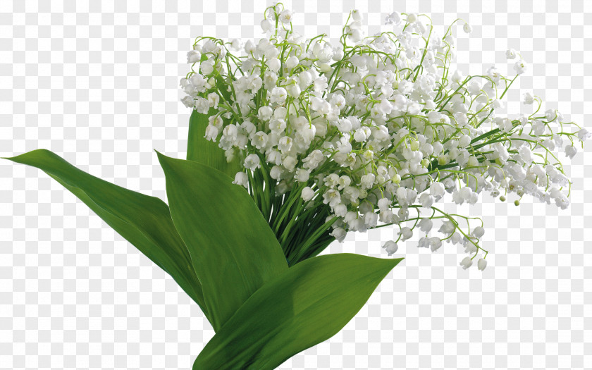 Lily Of The Valley Flower Bouquet Romania Information PNG