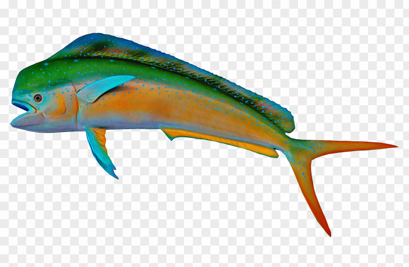 Mahi Fish Fin Dolphin PNG