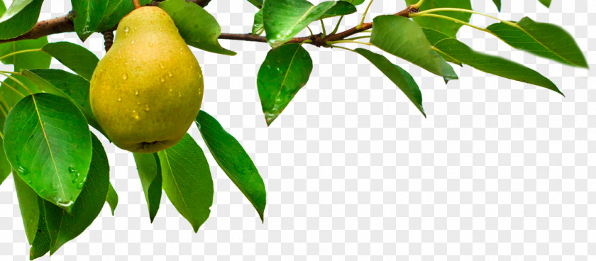 Pear Tree Candle Fruit Branch PNG