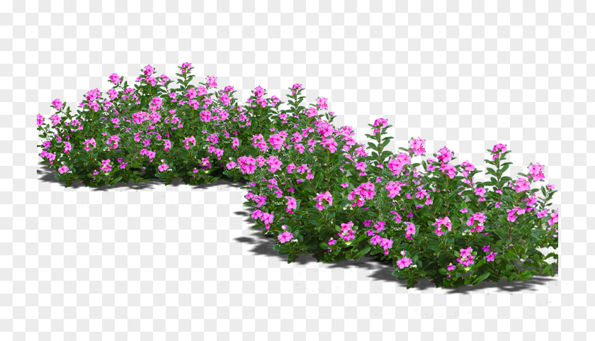 Potted Flowers Bonsai Flowerpot PNG