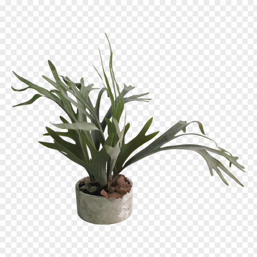 Red Clay Pot Flowerpot Houseplant Staghorn Ferns PNG