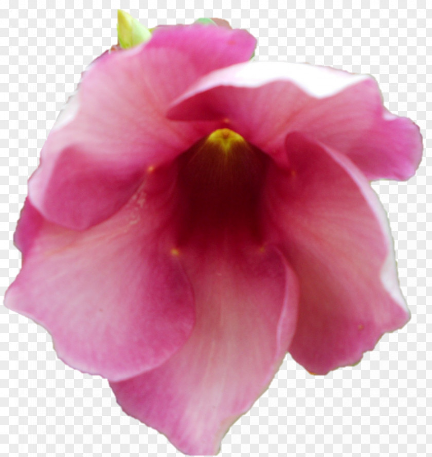Rose Hibiscus Family Iris Moth Orchids Pink M PNG