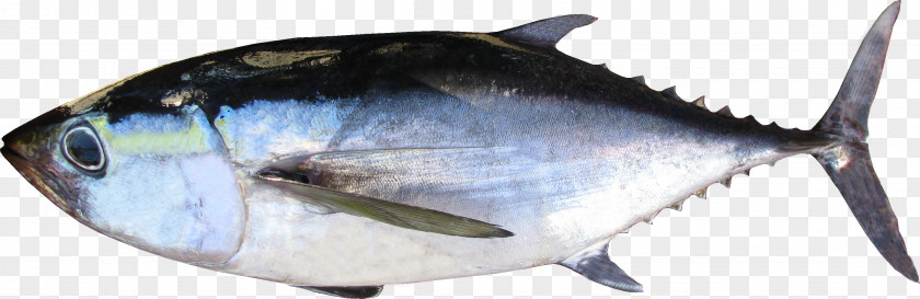 Thunnus Fish Products Oily Milkfish PNG