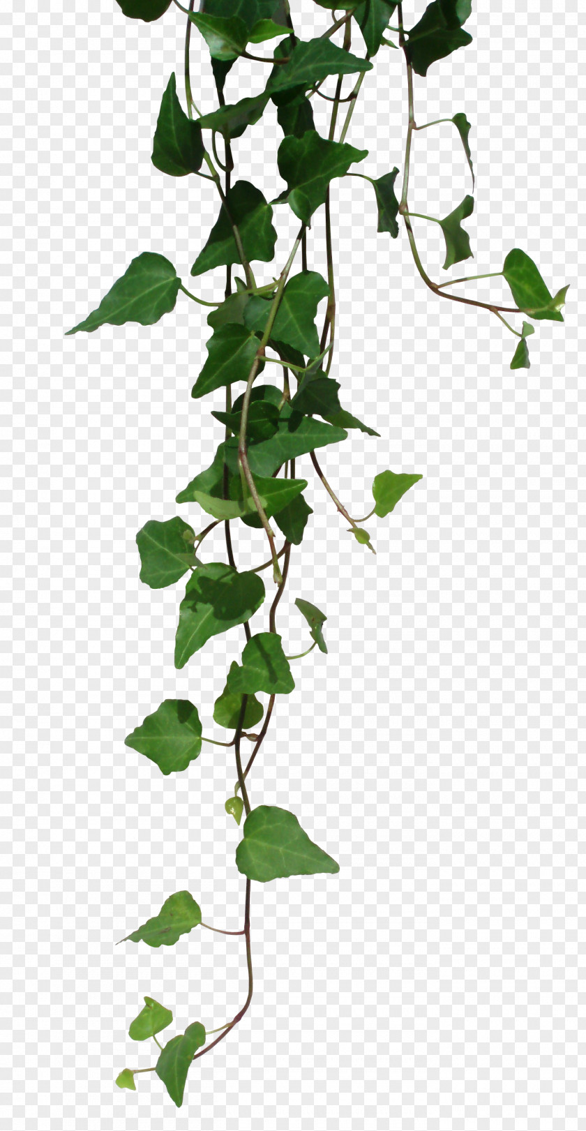 Transparent Vines Unearthed Arcana Dungeons & Dragons Pathfinder Roleplaying Game Weapon Elf PNG