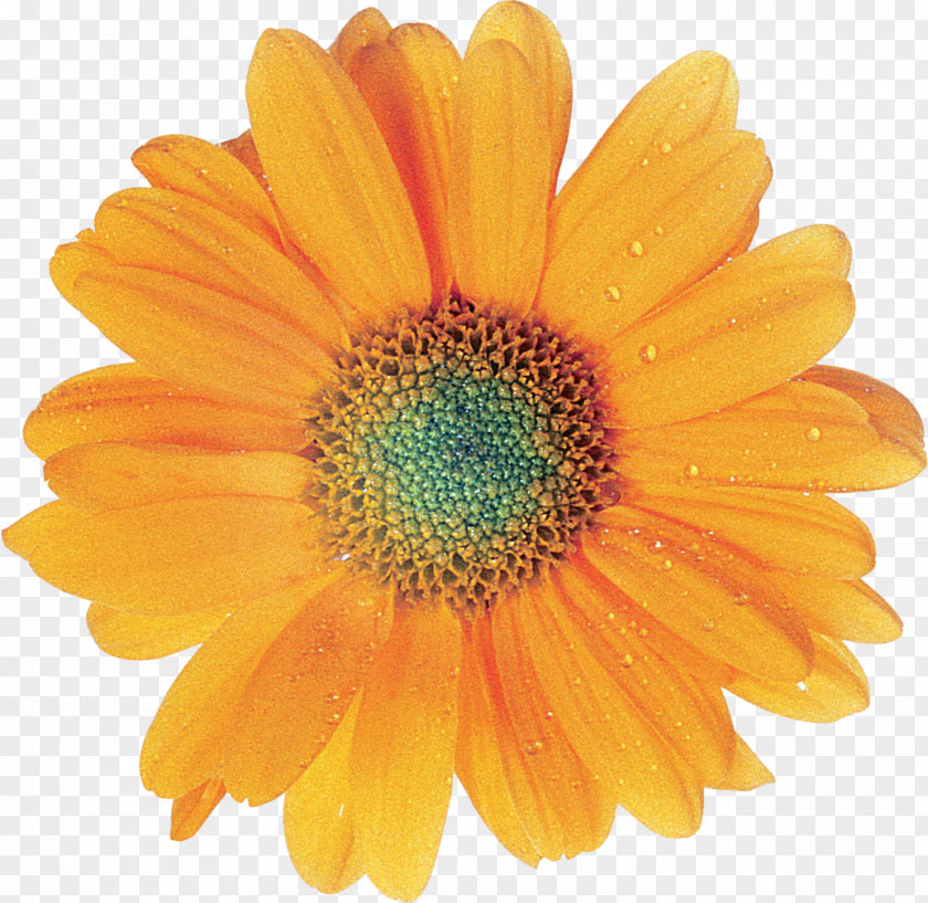 Transvaal Daisy Flower Picture It Custom PNG