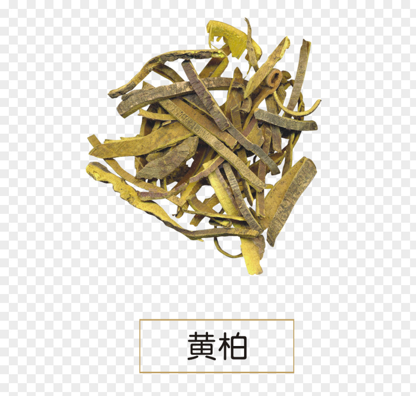 Treats Phellodendron Amurense Chinense Dietary Supplement Huáng Bǎi Extract PNG