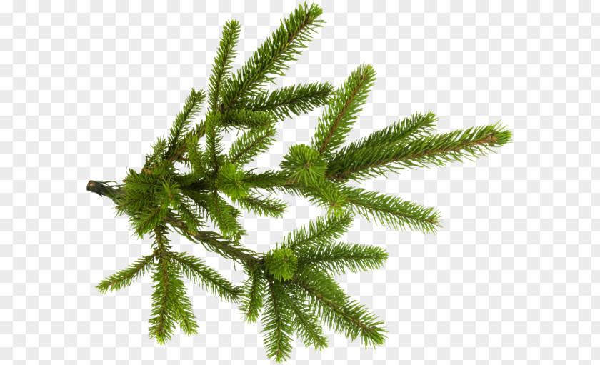 Tree Branch Spruce Twig Clip Art PNG