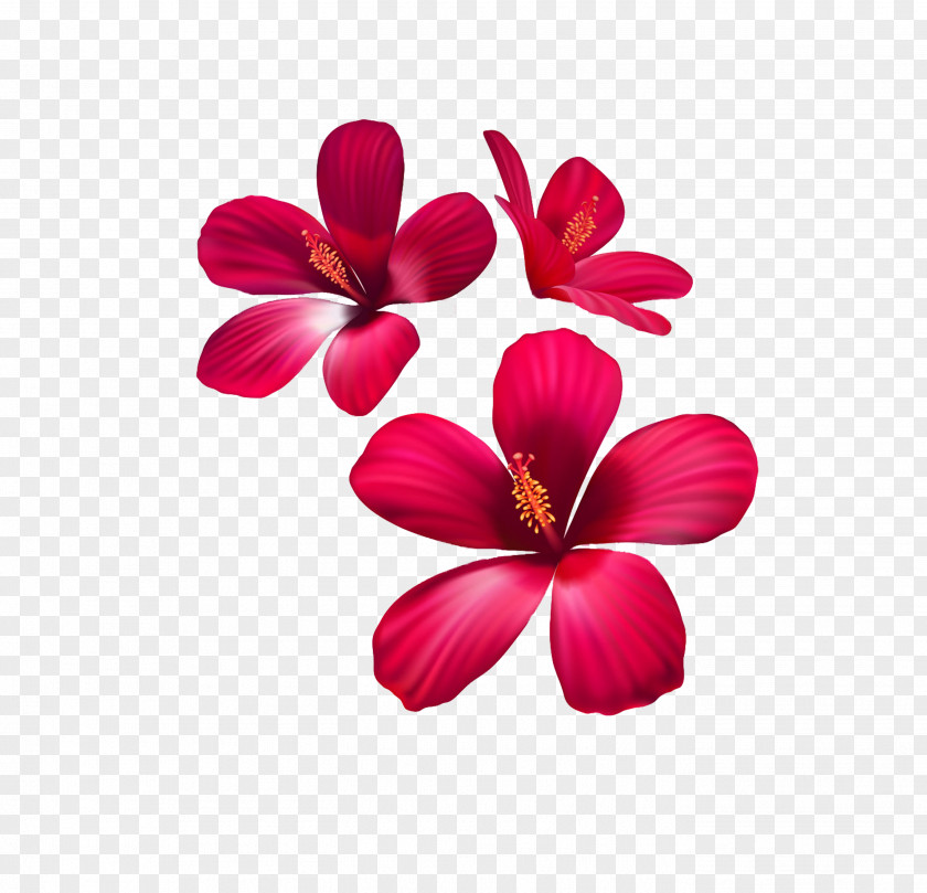 Floral Elements Rozetka Art-Shpalery Flower Fototapet 3D Computer Graphics PNG