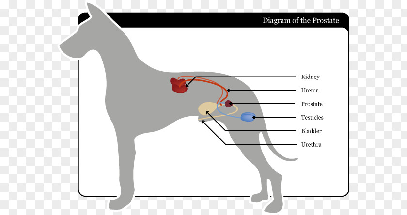 Prostate Gland Dog Breed Horse Halter Finger PNG