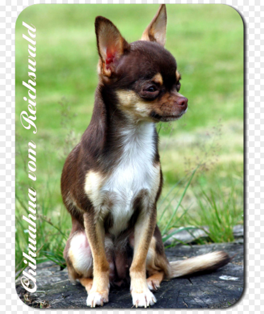 Puppy Chihuahua Russkiy Toy English Terrier Dog Breed PNG