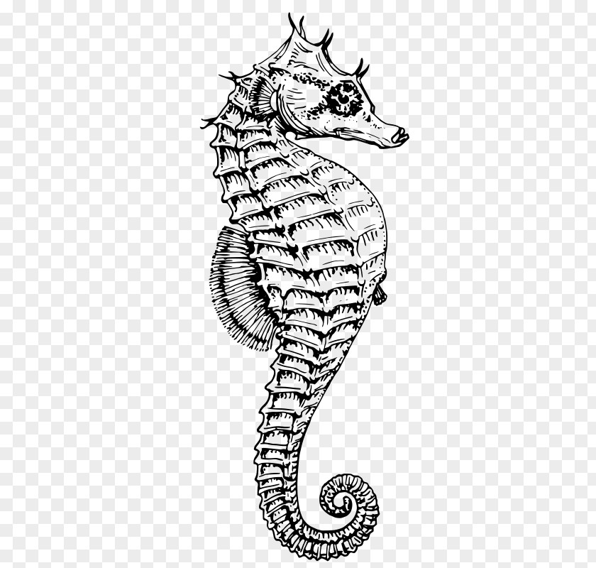 Seahorse Drawing White's Dwarf Clip Art PNG