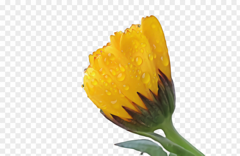 Wildflower Dandelion Marigold Flower PNG
