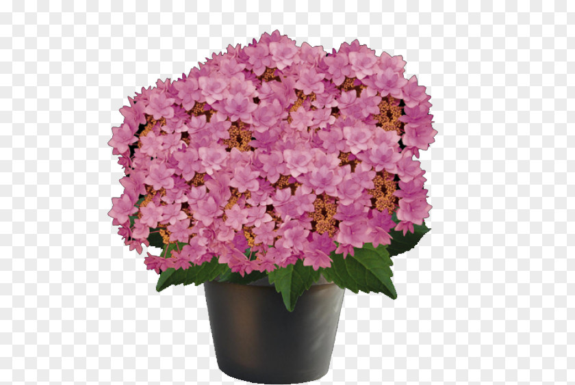 Hydrangea Houseplant Cut Flowers Garden Centre PNG