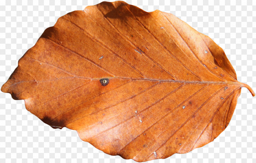 Leaf Photography Brown Clip Art PNG