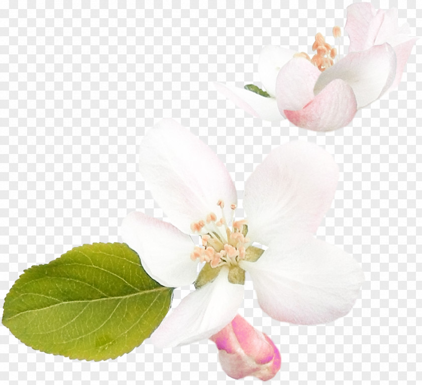 Spring Flower Cherry Blossom ST.AU.150 MIN.V.UNC.NR AD Rose Family Cherries PNG