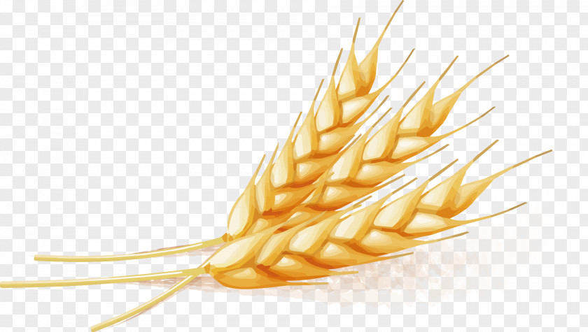 Wheat Vector PNG
