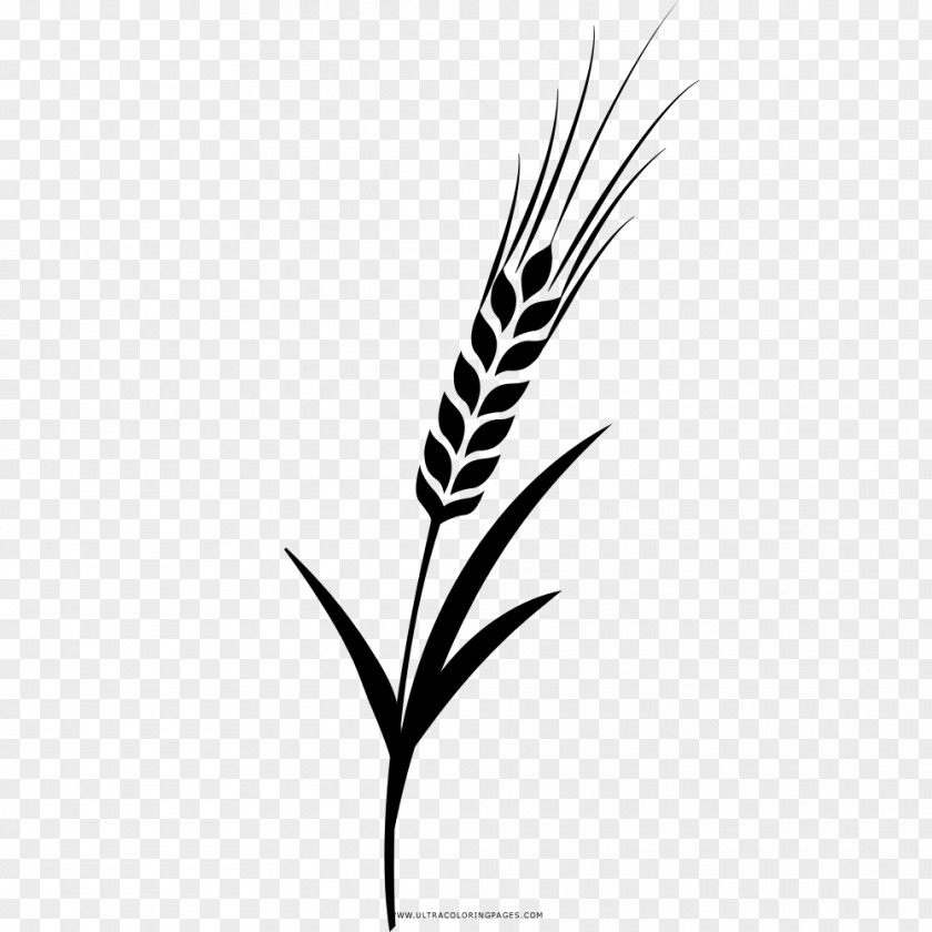 Barley Drawing Coloring Book Grasses PNG