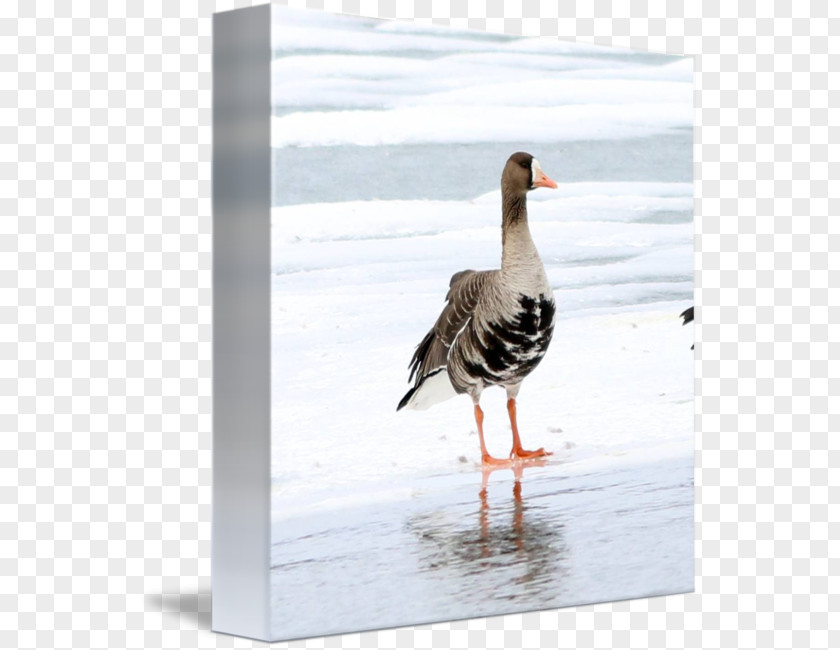 Goose Greater White-fronted Duck Snow Feather PNG