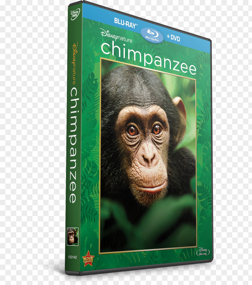 Gorilla Common Chimpanzee Documentary Film 0 PNG
