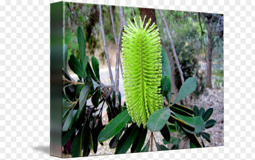 Marcia Banks And Buddy Mysteries Banksia PNG