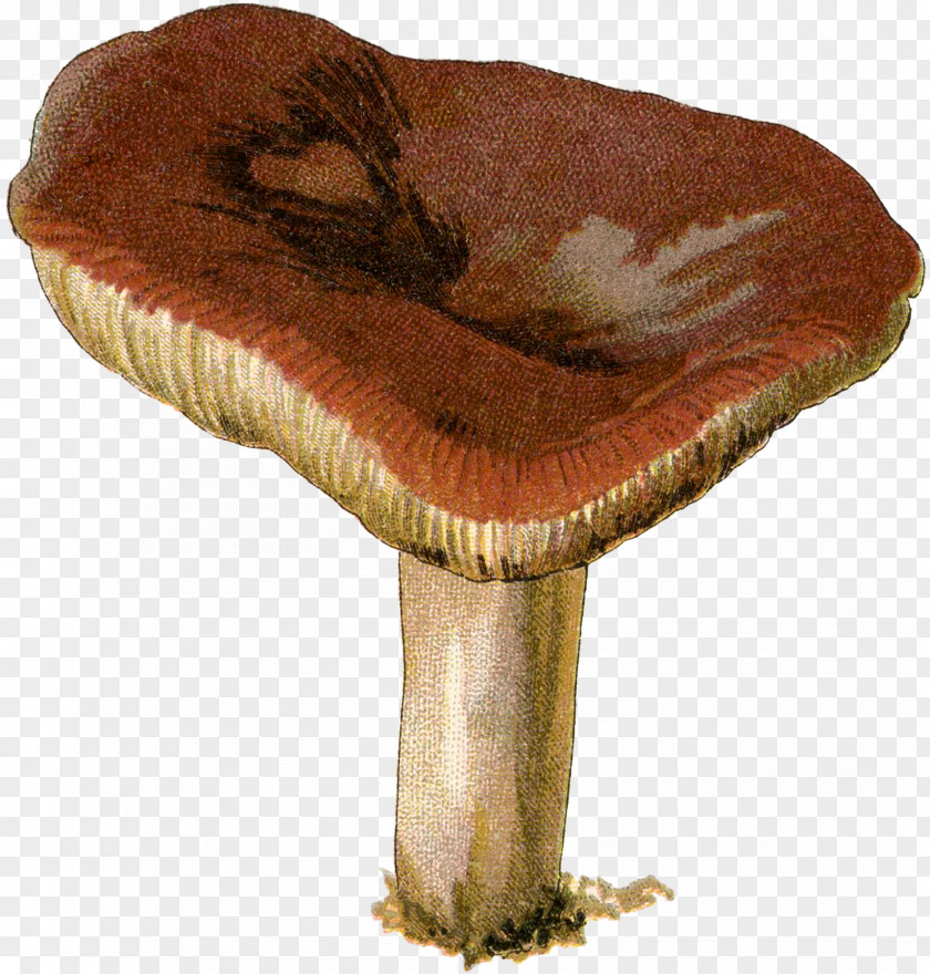 Mushroom Agaricaceae Edible Medicinal Fungi Medicine PNG