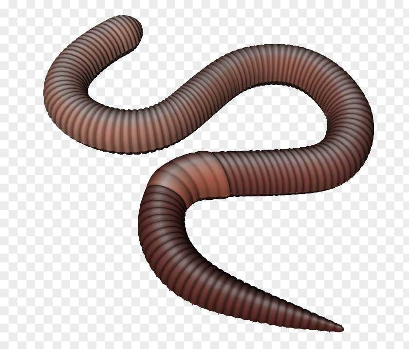Observe Clipart Earthworm Clip Art PNG