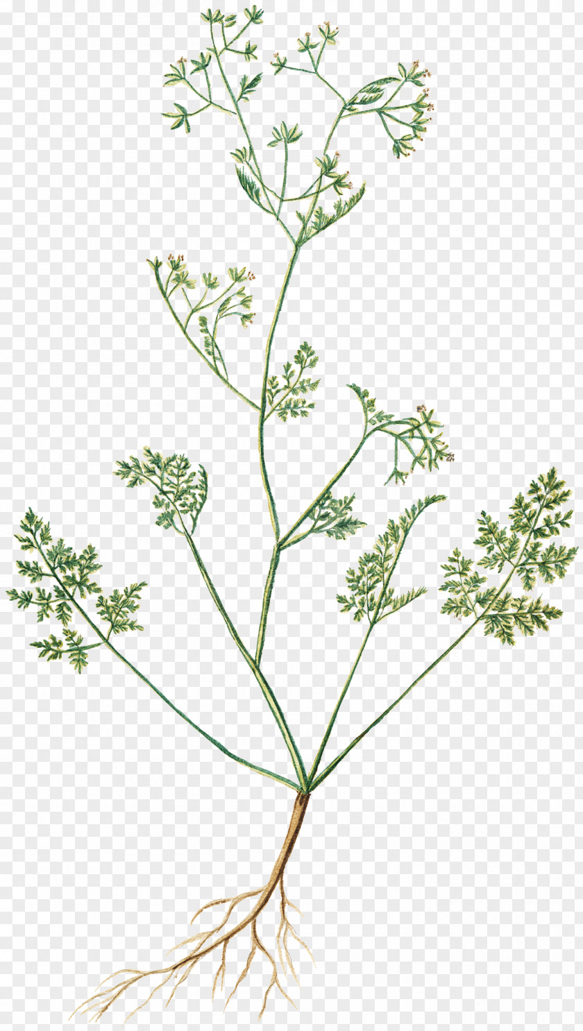 Parsley Cow Chervil Flower Cicely Herb PNG