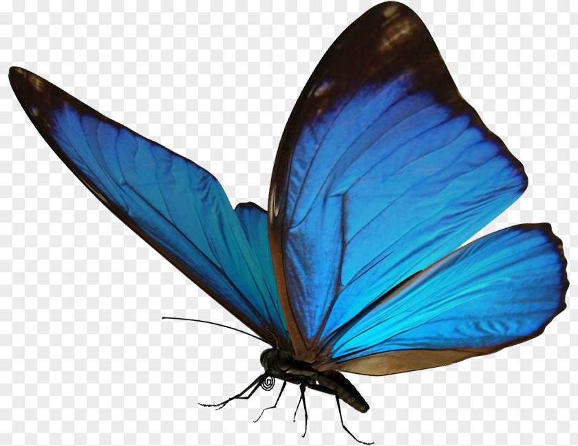 Blue Brushes Butterfly Morpho Insect Light Clip Art PNG