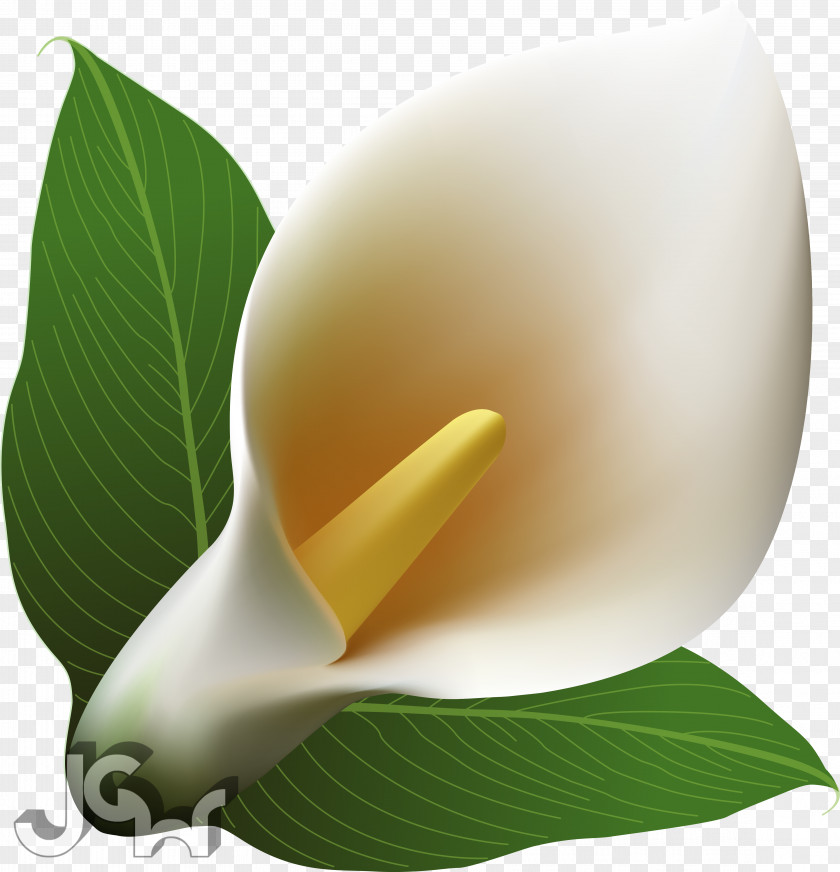 Callalily Arum-lily Clip Art PNG