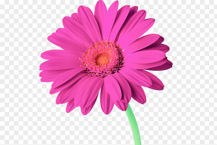 Gerbera Red Flower Common Daisy Rose Clip Art PNG