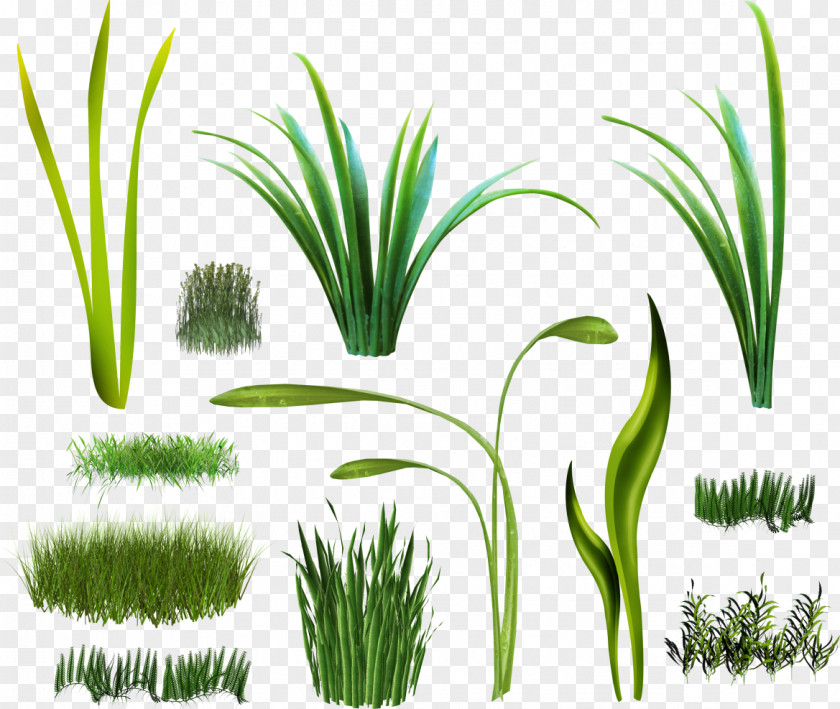 Green Grass Herbaceous Plant Digital Image Clip Art PNG