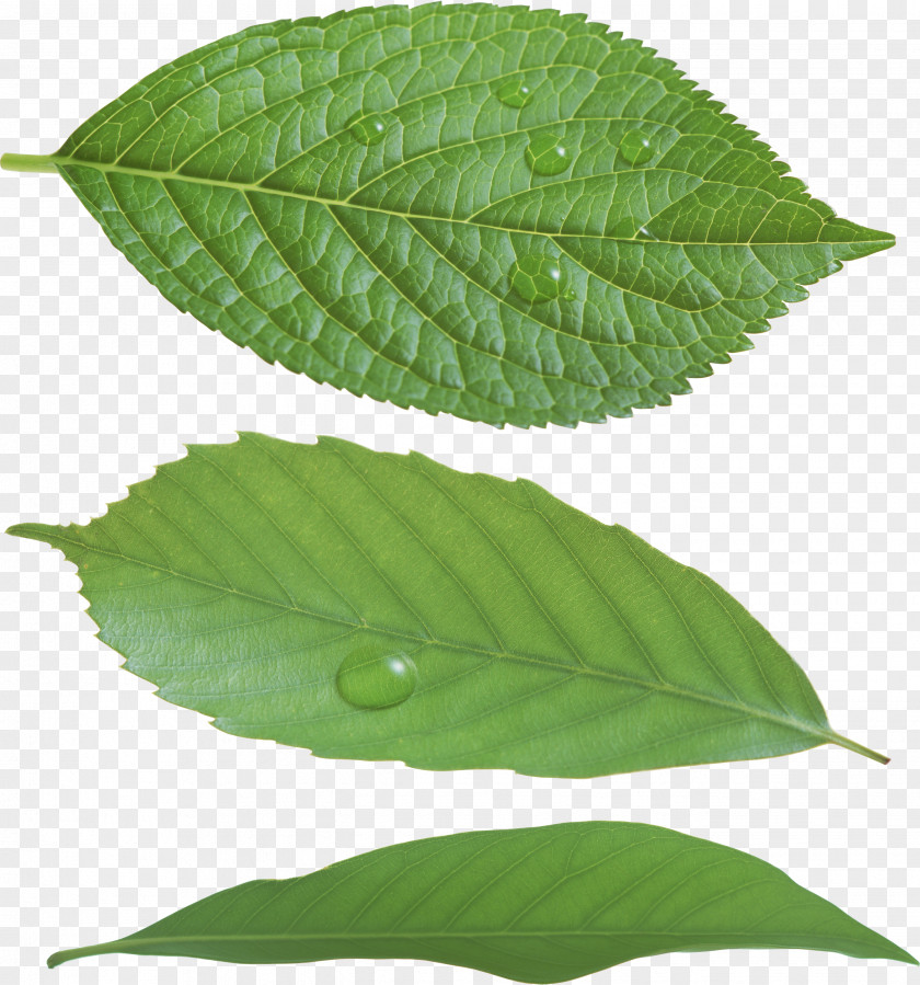 Green Leaf PNG