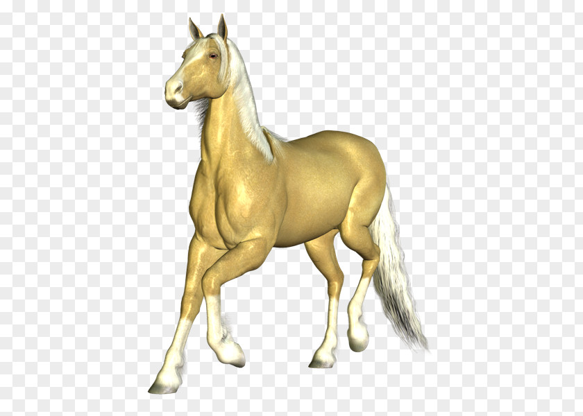Horse Feral Animation PNG