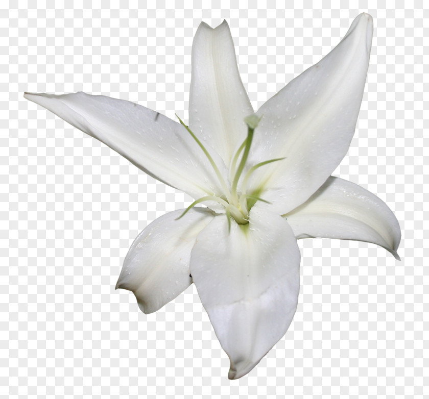 Image Vector Graphics Lily PNG