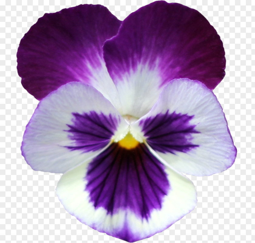 Pansy Clip Art Violets Flower PNG