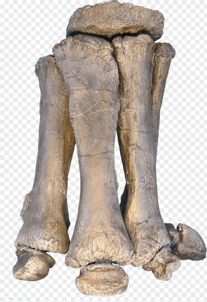 Stance Brachiosaurus Apatosaurus Foot Sauropoda Dinosaur PNG