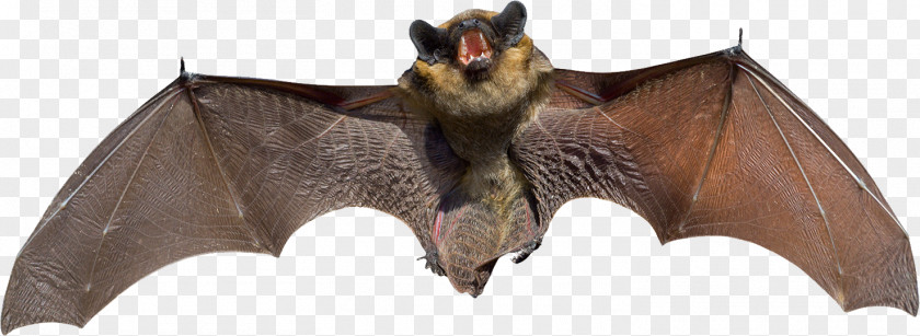 Bat Bats For Kids Flight Animal Mexican Free-tailed PNG