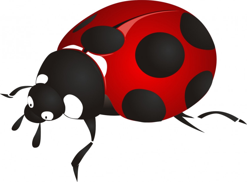 Beetle Ladybird Coleoptera: Cerambycidae Clip Art PNG