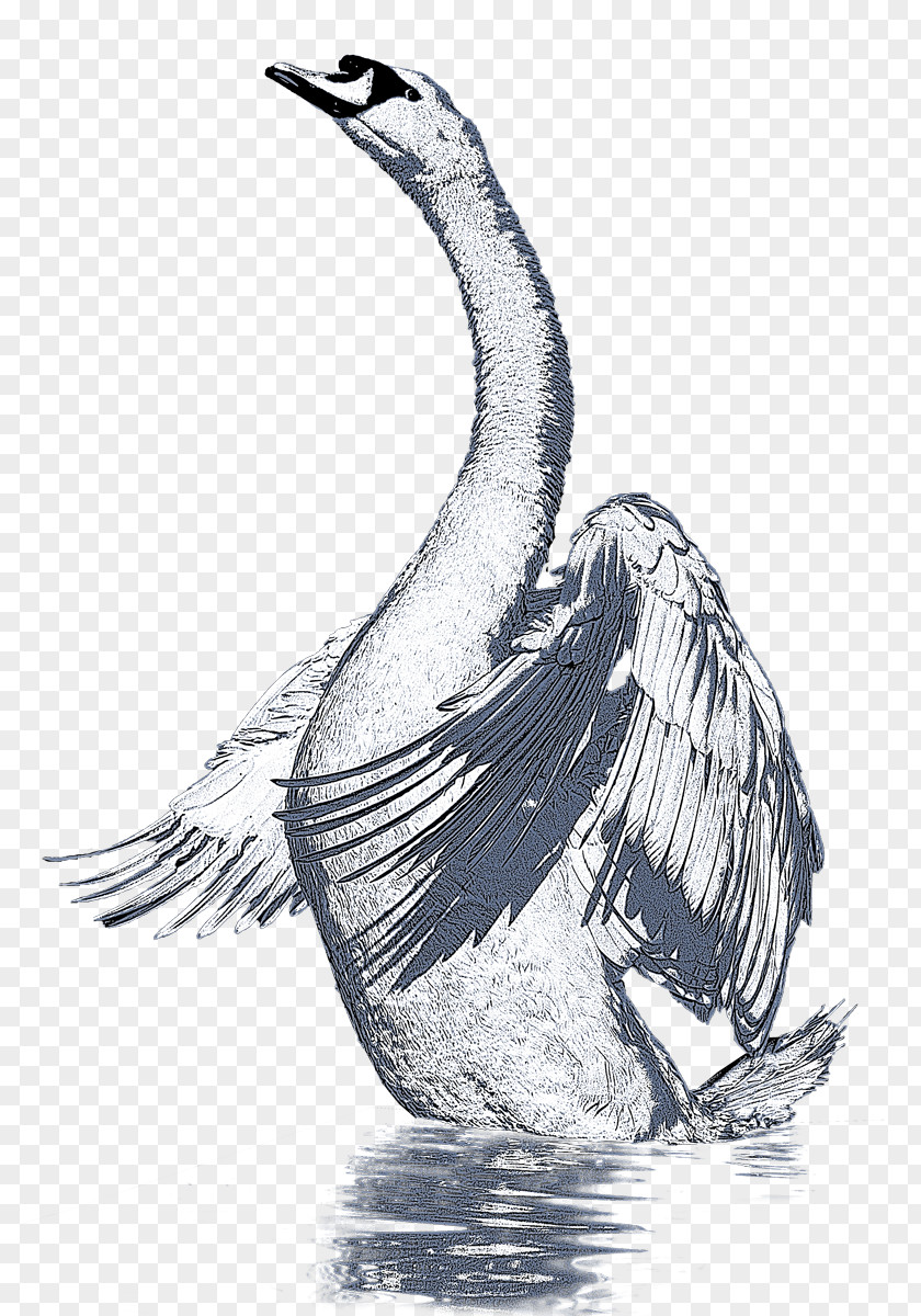 Cartoon Swan Duck Goose Cygnini Fowl Feather PNG