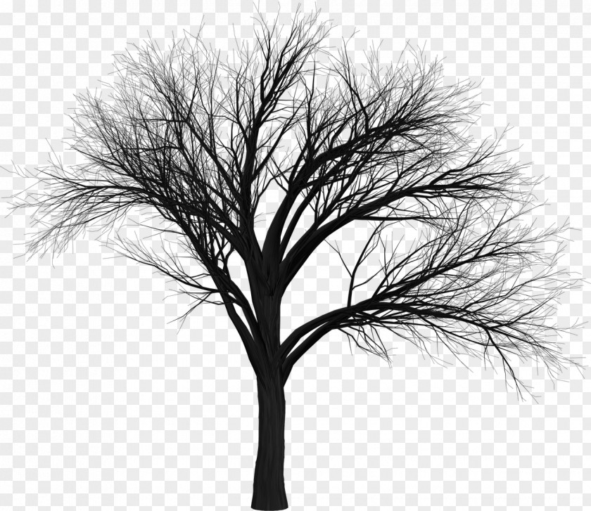 Cemetery Tree Branch Clip Art PNG