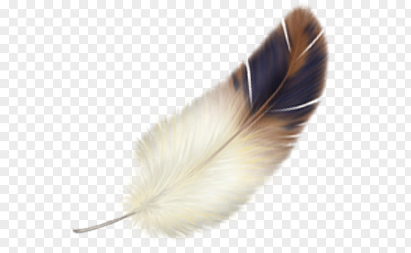 Feather Bird PNG