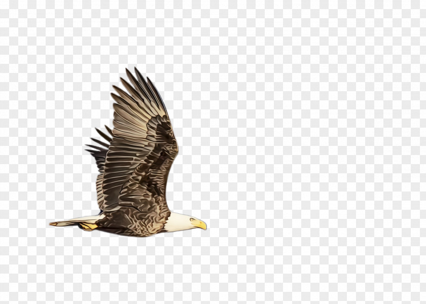 Northern Harrier Vulture Flying Bird Background PNG