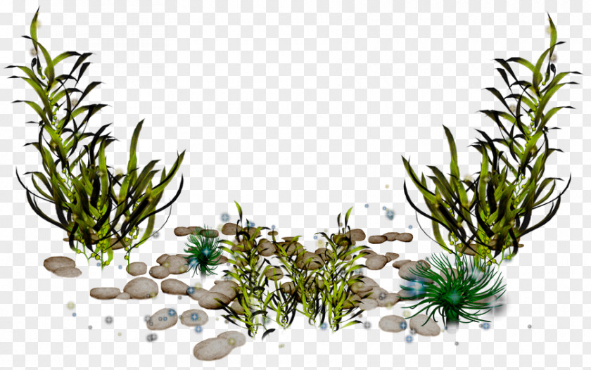 Seaweed Algae Photography Clip Art PNG