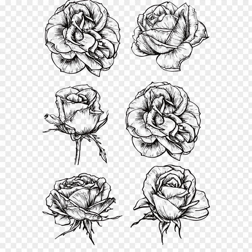 Sketch Black And White Roses Rose Flower Drawing PNG