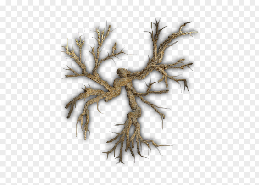 Tree Twig Root Branch Plant PNG