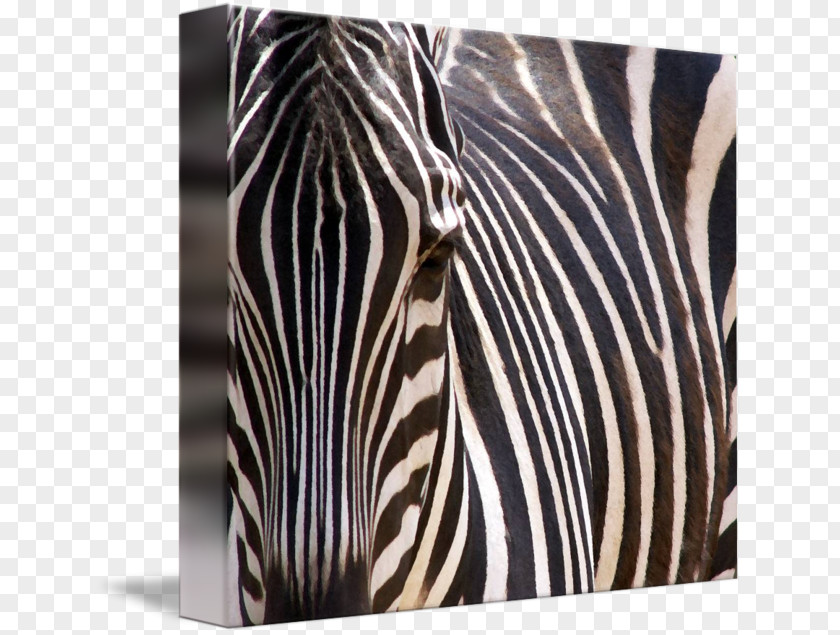 Animal Stripes White Zebra Wildlife PNG
