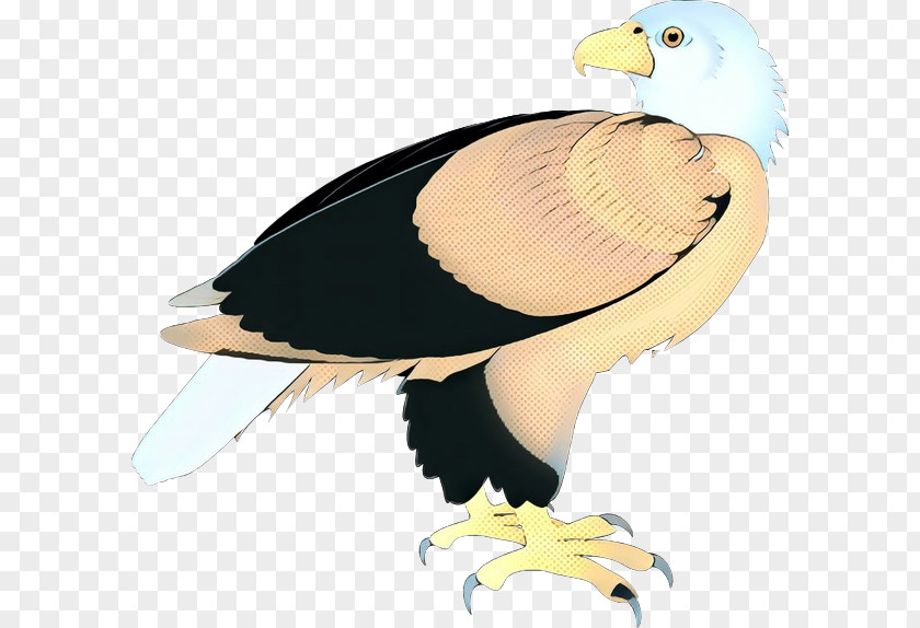 Bald Eagle Condor Bird Beak Vulture Cartoon Of Prey PNG