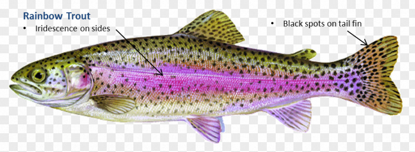 Fish Rainbow Trout Salmon Brown PNG
