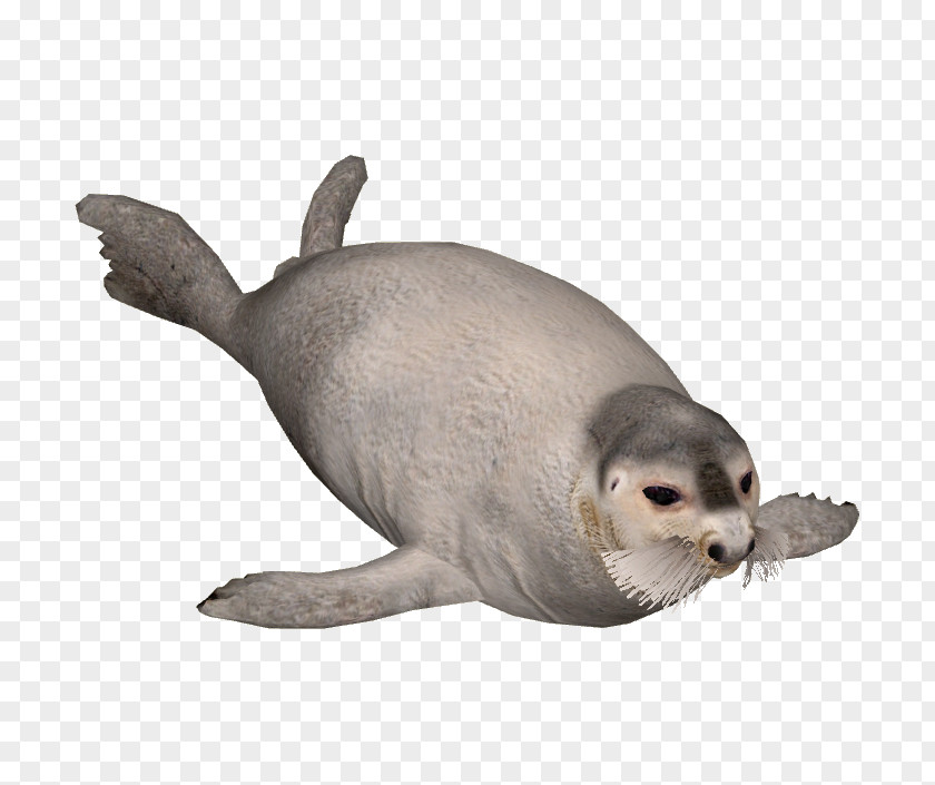 Harbor Seal Sea Lion Earless Bearded PNG