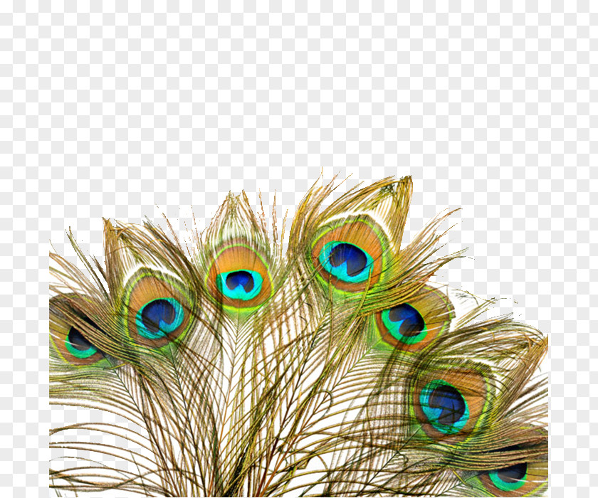 Peacock Fan Peafowl Feather Wedding Invitation Bird PNG